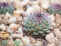Hens-and-Chicks succulent plants Royalty Free Stock Photo