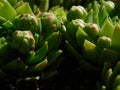 Hens and Chicks, succulents. Royalty Free Stock Photo