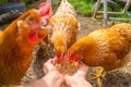 Hens eating from hands, POV image