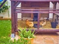 Hens eating in his chicken coop