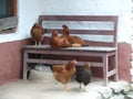 Hens everywhere - Kalapani - Nepal