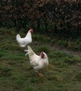 Hens fair farm free running.