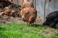 Hens feed on the traditional rural barnyard. Chicken standing on barn yard with the chicken coop. Free range poultry farming