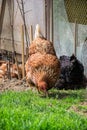 Hens feed on the traditional rural barnyard. Chicken standing on barn yard with the chicken coop. Free range poultry farming