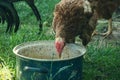 Hens feed on the traditional rural barnyard. Hen standing in grass on rural garden in countryside