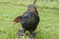 Hens feed on the traditional rural barnyard. Hen standing in grass on rural garden in countryside. Close up of chicken