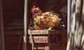 Hens feed on the traditional rural barnyard at sunny day. Chickens sitting on working tools in old shed. Close up of chicken