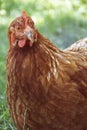 Hens feed on the traditional rural barnyard at sunny day. Detail of hen head. Chickens sitting in henhouse. Close up of chicken Royalty Free Stock Photo