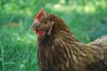 Hens feed on the traditional rural barnyard at sunny day. Detail of hen head. Chickens sitting in henhouse. Close up of chicken Royalty Free Stock Photo