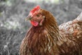 Hens feed on the traditional rural barnyard at sunny day. Detail of hen head. Chickens sitting in henhouse. Close up of chicken Royalty Free Stock Photo