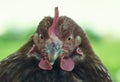 Hens feed on the traditional rural barnyard at sunny day. Detail of hen head. Chickens sitting in henhouse. Close up of chicken
