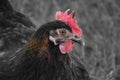 Hens feed on the traditional rural barnyard at sunny day. Detail of hen head. Chickens sitting in henhouse. Close up of chicken Royalty Free Stock Photo