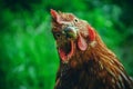 Hens feed on the traditional rural barnyard at sunny day. Detail of hen head. Chickens sitting in henhouse. Close up of chicken