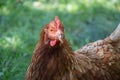 Hens feed on the traditional rural barnyard at sunny day. Detail of hen head. Chickens sitting in henhouse. Close up of chicken