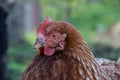 Hens feed on the traditional rural barnyard at sunny day. Detail of hen head. Chickens sitting in henhouse. Close up of chicken Royalty Free Stock Photo