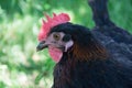 Hens feed on the traditional rural barnyard at sunny day. Detail of hen head. Chickens sitting in henhouse. Close up of chicken Royalty Free Stock Photo