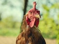 Hens feed on the traditional rural barnyard at sunny day. Detail of hen head. Chickens sitting in henhouse. Close up of chicken Royalty Free Stock Photo