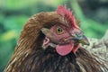 Hens feed on the traditional rural barnyard at sunny day. Detail of hen head. Chickens sitting in henhouse. Close up of chicken