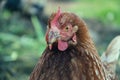 Hens feed on the traditional rural barnyard at sunny day. Detail of hen head. Chickens sitting in henhouse. Close up of chicken Royalty Free Stock Photo