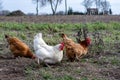 HENS FEED ON THE TRADITIONAL RURAL BARNYARD AT SUNNY DAY.