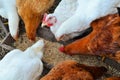 Many chickens eating food in farm. Many hen in chicken coop Royalty Free Stock Photo