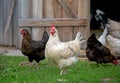 Hens feeding with corns in the hen house. Farm business with group of chicken. White hen in chicken coop. Chicken in hen Royalty Free Stock Photo