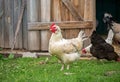 Hens feeding with corns in the hen house. Farm business with group of chicken. White hen in chicken coop. Chicken in hen Royalty Free Stock Photo