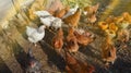 Many chickens eating food in farm. Portraits chickens on farm Royalty Free Stock Photo