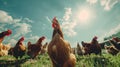 The Hens in the Field.AI generated image Royalty Free Stock Photo