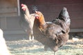 Hens in a free range farm. This hens lay first quality organic eggs