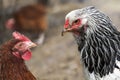 Hens in a free range farm.