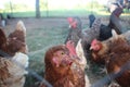 Hens in a free range farm. This hens lay first quality organic eggs. Selective focus