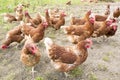 Freerange hens, chickens outdoors in nature.