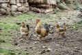 Hens in freedom Royalty Free Stock Photo