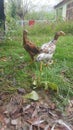 Hens in greenish grass