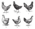 Hens, 1. Houdan chicken. 2. Hen the Arrow. 3. Hen Crevecoeur. 4. Cochin hen. 5. Dorking hen. 6. Chicken of Bresse, vintage