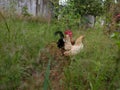 hens hunting grasshoppers in the grass