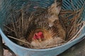 Hens are incubating eggs in the nest