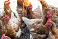 Hens in large flock of chickens, free range brown hens of sustainable farm outdoor in chicken garden Royalty Free Stock Photo