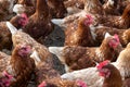 Hens in large flock of chickens, free range brown hens of sustainable farm outdoor in chicken garden Royalty Free Stock Photo