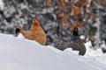 Hens of old resistant breed Hedemora from Sweden on snow in wintery landscape.