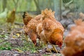 Chickens grazing in field. Hens feed on barnyard at sunny day Royalty Free Stock Photo