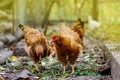 Chickens grazing in field. Hens feed on barnyard at sunny day Royalty Free Stock Photo