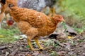 Chickens walking on the ground. Agriculture industry and farming Royalty Free Stock Photo