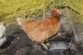 Chickens grazing in field. Hens feed on barnyard at sunny day Royalty Free Stock Photo