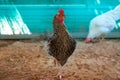 Hens in a poultry hen house sand soil Royalty Free Stock Photo