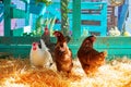 Hens in a poultry hen house with straw Royalty Free Stock Photo