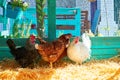 Hens in a poultry hen house with straw Royalty Free Stock Photo