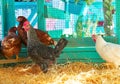 Hens in a poultry hen house with straw Royalty Free Stock Photo