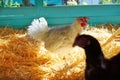 Hens in a poultry hen house with straw Royalty Free Stock Photo